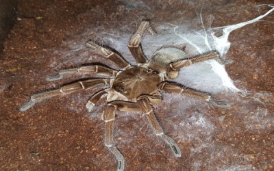 Perbedaan theraphosa spp. 